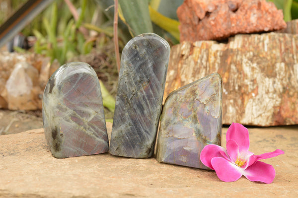 Polished Rare Purple Flash Labradorite Standing Free Forms  x 3 From Tulear, Madagascar - TopRock