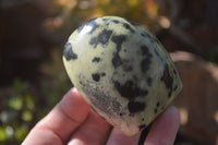 Polished Leopard Stone Free Forms  x 6 From Inyanga, Zimbabwe - Toprock Gemstones and Minerals 