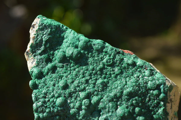 Natural Drusy Malachite Botryoidal Crystals on Matrix Specimens x 6 From Tenke Fungumure, Congo - TopRock