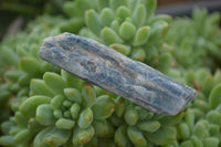 Natural Single Blue Kyanite Crystals  x 35 From Karoi, Zimbabwe - Toprock Gemstones and Minerals 