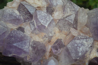 Natural Jacaranda Amethyst Cluster x 1 From Mumbwa, Zambia - TopRock