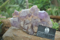 Natural Jacaranda Amethyst Cluster x 1 From Mumbwa, Zambia - TopRock