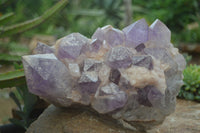 Natural Jacaranda Amethyst Cluster x 1 From Mumbwa, Zambia - TopRock