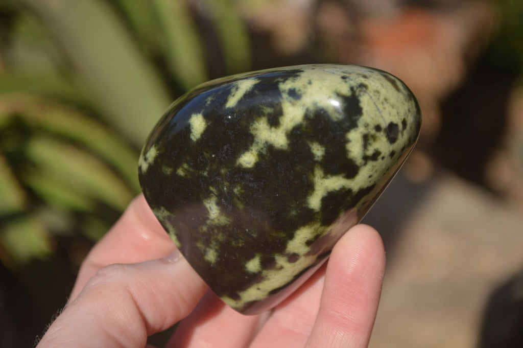 Polished Leopard Stone Free Forms  x 6 From Inyanga, Zimbabwe - Toprock Gemstones and Minerals 