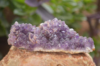 Natural Dark Amethyst Clusters (Stone Sealed) x 12 From Zambia - Toprock Gemstones and Minerals 