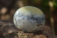 Polished Dendritic Opal Galet / Palm Stone x 12 from Madagascar - Toprock Gemstones and Minerals 