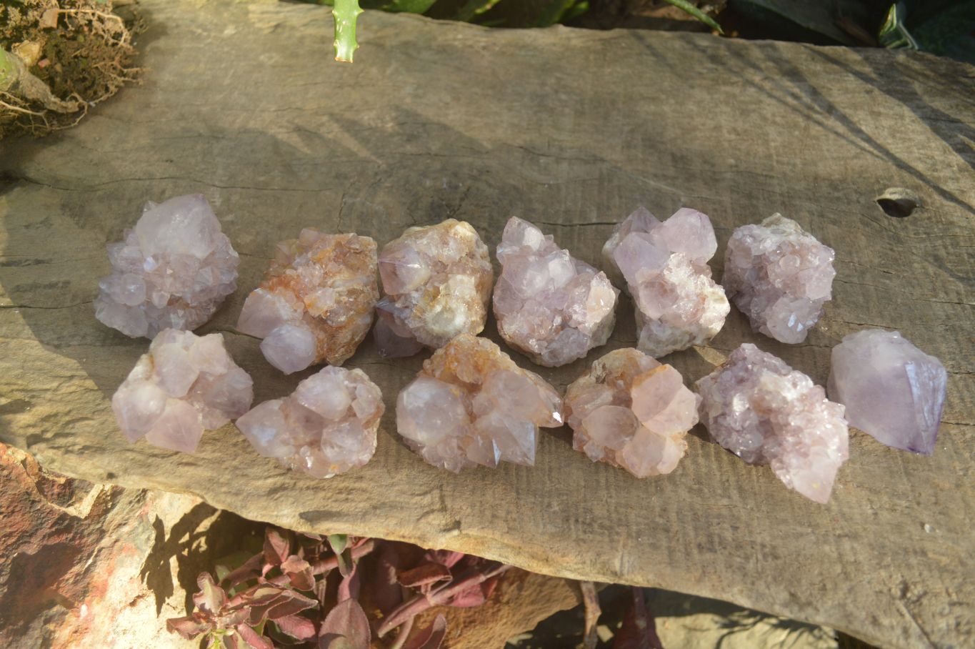 Natural Spirit Amethyst Cactus Quartz Clusters x 12 From Boekenhouthoek, South Africa - Toprock Gemstones and Minerals 