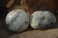 Polished Dendritic Opal Galet / Palm Stone x 12 from Madagascar - Toprock Gemstones and Minerals 