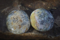 Polished Dendritic Opal Galet / Palm Stone x 12 from Madagascar - Toprock Gemstones and Minerals 