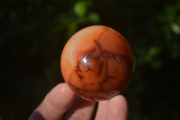 Polished Carnelian Agate Spheres  x 6 From Madagascar - Toprock Gemstones and Minerals 
