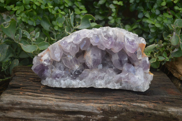 Natural Extra Large Jacaranda Amethyst Cluster  x 1 From Zambia - Toprock Gemstones and Minerals 