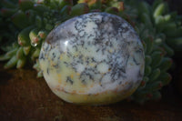 Polished Dendritic Opal Galet / Palm Stone x 12 from Madagascar - Toprock Gemstones and Minerals 