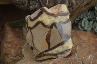 Polished Septaria (Calcite & Aragonite) Slices  x 6 From Madagascar - TopRock