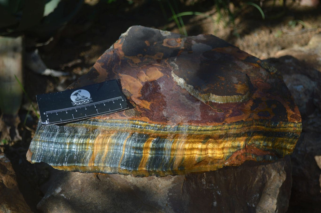 Natural Sliced Tigers Eye Specimen x 1 From Prieska, South Africa - Toprock Gemstones and Minerals 