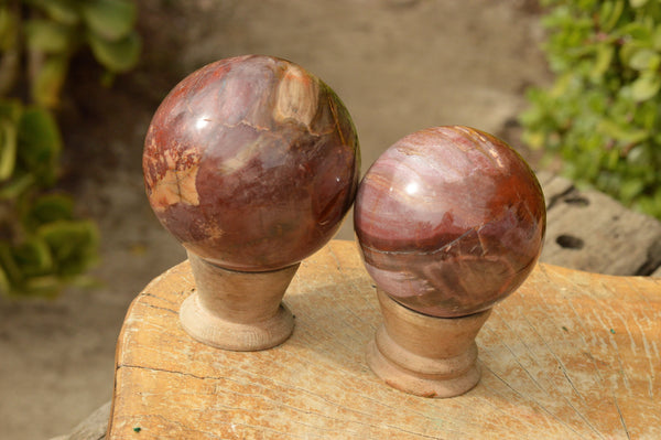 Polished Petrified Red Podocarpus Wood Spheres  x 3 From Mahajanga, Madagascar - TopRock