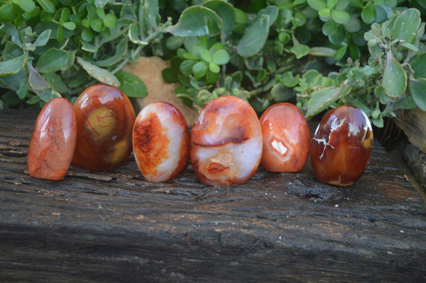 Polished Carnelian Agate Standing Free Forms  x 6 From Madagascar - Toprock Gemstones and Minerals 