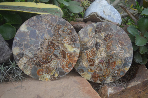 Polished Conglomerate Ammonite Fossil Plates  x 2 From Madagascar - TopRock