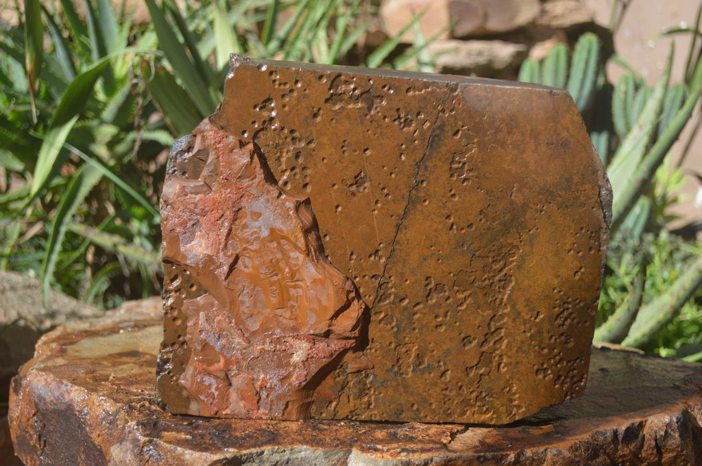 Natural Sliced Tigers Eye Specimen x 1 From Prieska, South Africa - Toprock Gemstones and Minerals 