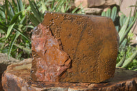 Natural Sliced Tigers Eye Specimen x 1 From Prieska, South Africa - Toprock Gemstones and Minerals 