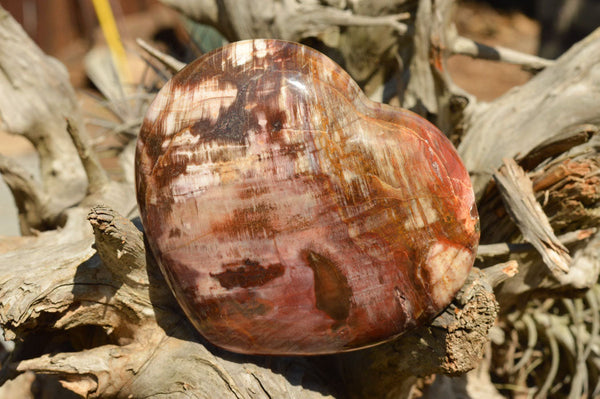 Polished Large Petrified Red Podocarpus Wood Hearts  x 2 From Mahajanga, Madagascar - TopRock