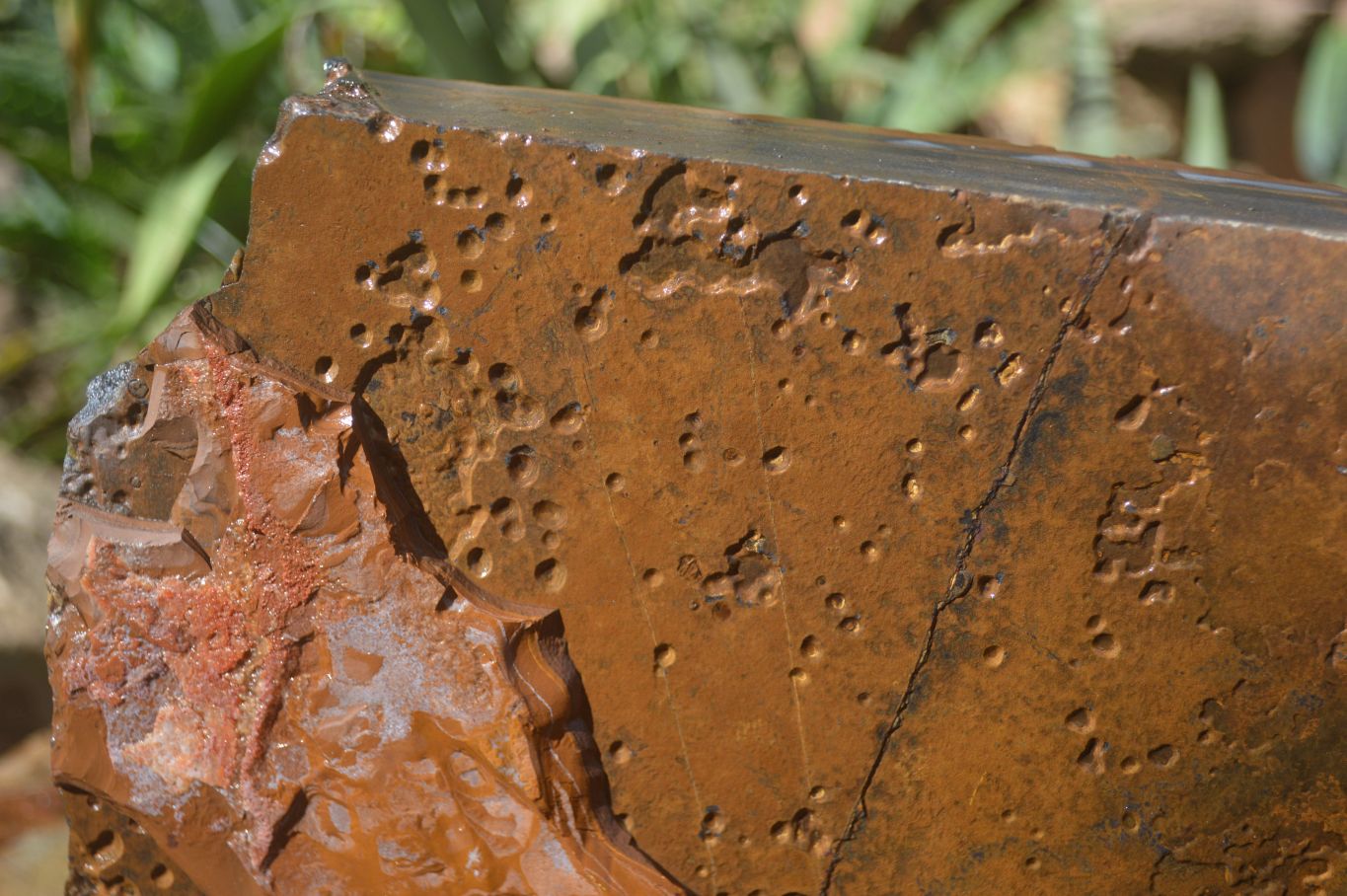 Natural Sliced Tigers Eye Specimen x 1 From Prieska, South Africa - Toprock Gemstones and Minerals 