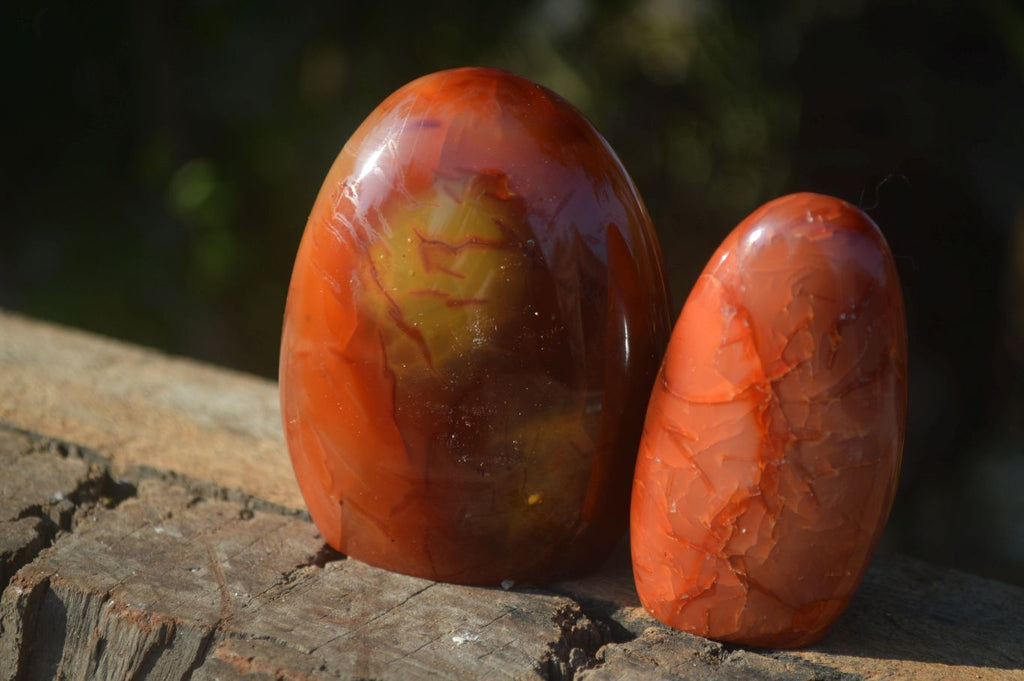 Polished Carnelian Agate Standing Free Forms  x 6 From Madagascar - Toprock Gemstones and Minerals 