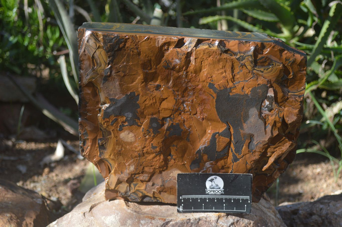 Natural Sliced Tigers Eye Specimen x 1 From Prieska, South Africa - Toprock Gemstones and Minerals 