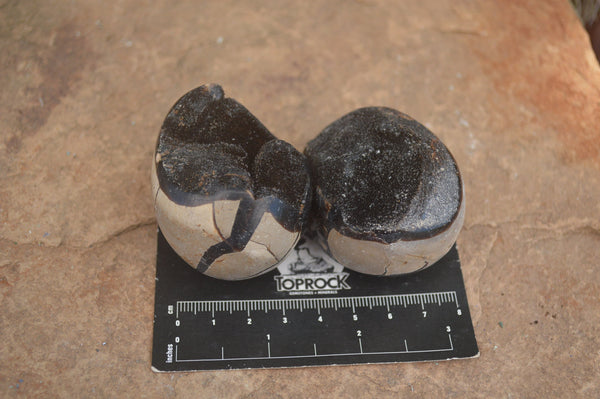 Polished Septaria (Calcite & Aragonite) Free Forms  x 12 From Mahajanga, Madagascar - TopRock