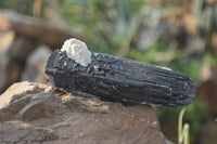 Natural Schorl Black Tourmaline Specimens x 6 From Erongo, Namibia - Toprock Gemstones and Minerals 