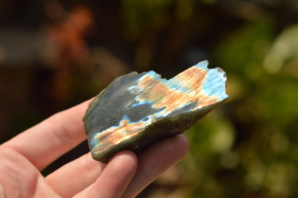 Polished Small One Side Polished Labradorite Slices  x 24 From Tulear, Madagascar - TopRock