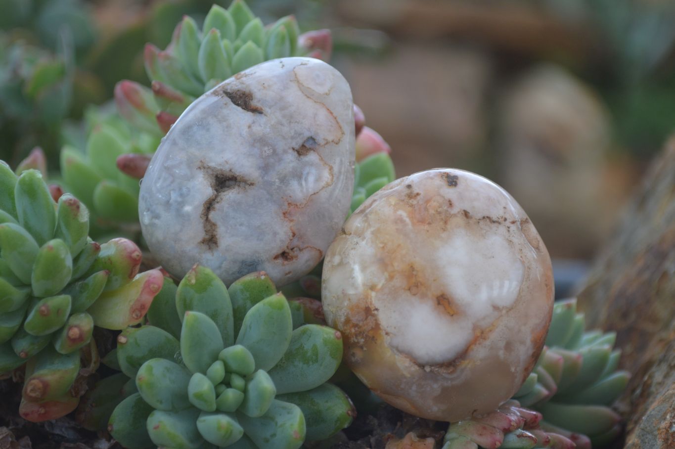 Polished Ocean Flower Agate Palm Stones  x 37 From Antsahalova, Madagascar - Toprock Gemstones and Minerals 