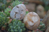 Polished Ocean Flower Agate Palm Stones  x 37 From Antsahalova, Madagascar - Toprock Gemstones and Minerals 