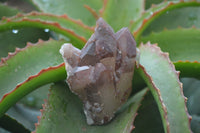 Natural Red Hematoid Quartz Specimens x 12 From Karoi, Zimbabwe - Toprock Gemstones and Minerals 