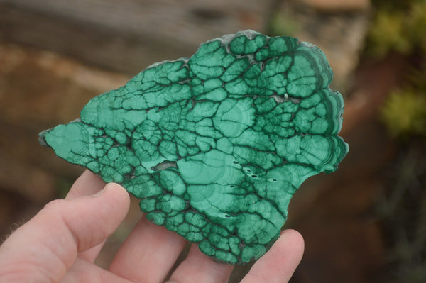 Polished Malachite Slices With Stunning Flower & Banding Patterns  x 6 From Congo - TopRock
