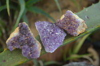 Natural Small Amethyst Plate Specimens  x 53 From Kwaggafontein, South Africa - TopRock