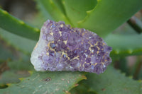 Natural Small Amethyst Plate Specimens  x 53 From Kwaggafontein, South Africa - TopRock