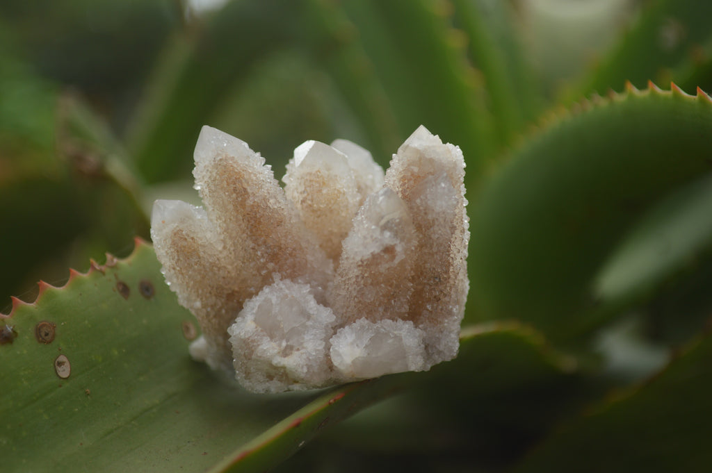 Natural Selected Mixed Spirit Quartz Clusters  x 35 From Boekenhouthoek, South Africa - TopRock