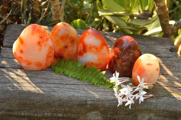 Polished Selection Of Carnelian Agate Standing Free Forms x 5 From Madagascar - TopRock