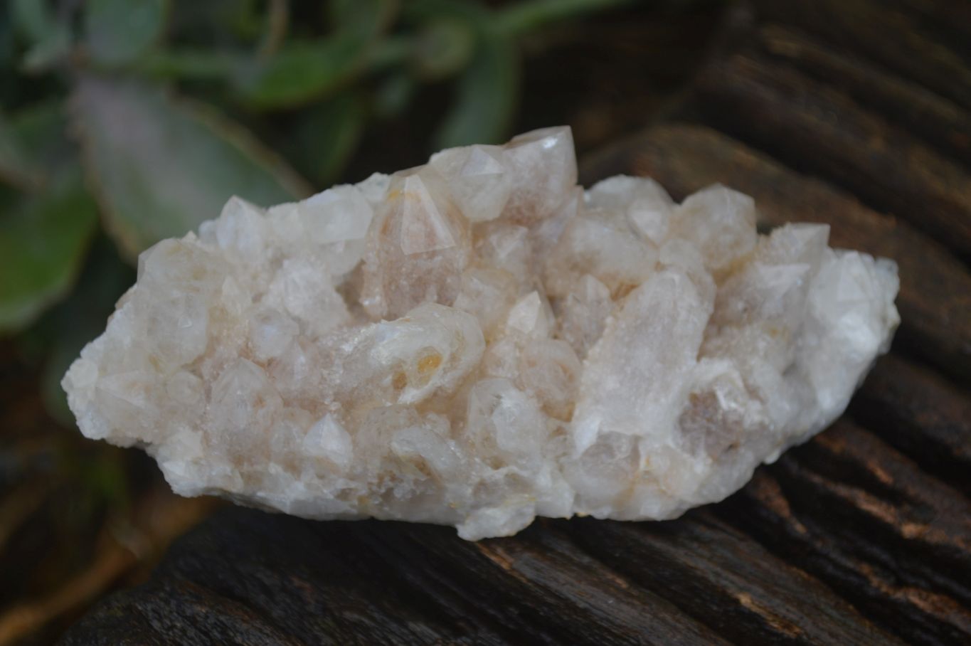 Natural Mixed Spirit Quartz Clusters  x 12 From Boekenhouthoek, South Africa - Toprock Gemstones and Minerals 