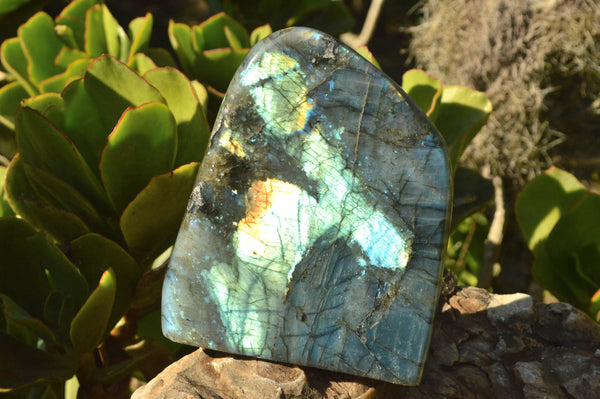 Polished Large Flashy Blue Labradorite Standing Free Form x 1 From Madagascar - TopRock