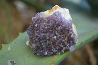 Natural Small Amethyst Plate Specimens  x 53 From Kwaggafontein, South Africa - TopRock