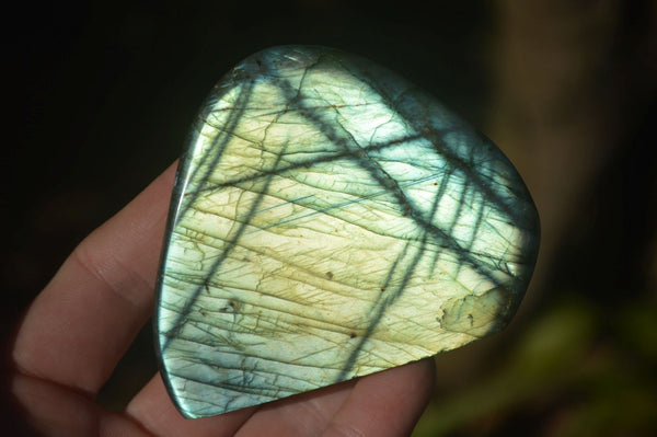 Polished Labradorite Standing Free Forms With Intense Full Face Flash  x 6 From Tulear, Madagascar