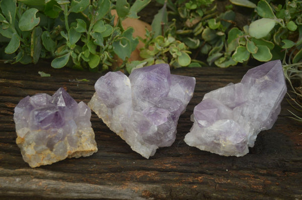 Natural Jacaranda Amethyst Clusters  x 3 From Mumbwa, Zambia - Toprock Gemstones and Minerals 