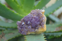 Natural Small Amethyst Plate Specimens  x 53 From Kwaggafontein, South Africa - TopRock