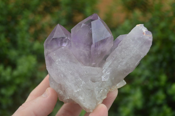 Natural Jacaranda Amethyst Clusters  x 6 From Mumbwa, Zambia - Toprock Gemstones and Minerals 