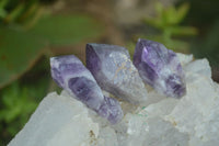Polished Small Single Amethyst Crystals  x 70 From Zambia - Toprock Gemstones and Minerals 