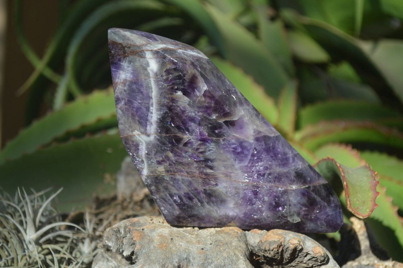 Polished Chevron Amethyst Point x 1 From Zambia - Toprock Gemstones and Minerals 