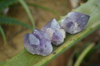 Polished Small Single Amethyst Crystals  x 70 From Zambia - Toprock Gemstones and Minerals 