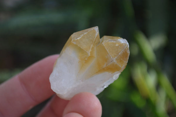 Natural Mini Golden Limonite / Lemonite Quartz Specimens  x 70 From Zambia - Toprock Gemstones and Minerals 