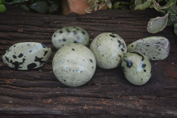 Polished Spotted Leopard Stone Free Forms  x 6 From Nyanga & Shamva, Zimbabwe